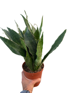 Snake Plant 'Jaboa'