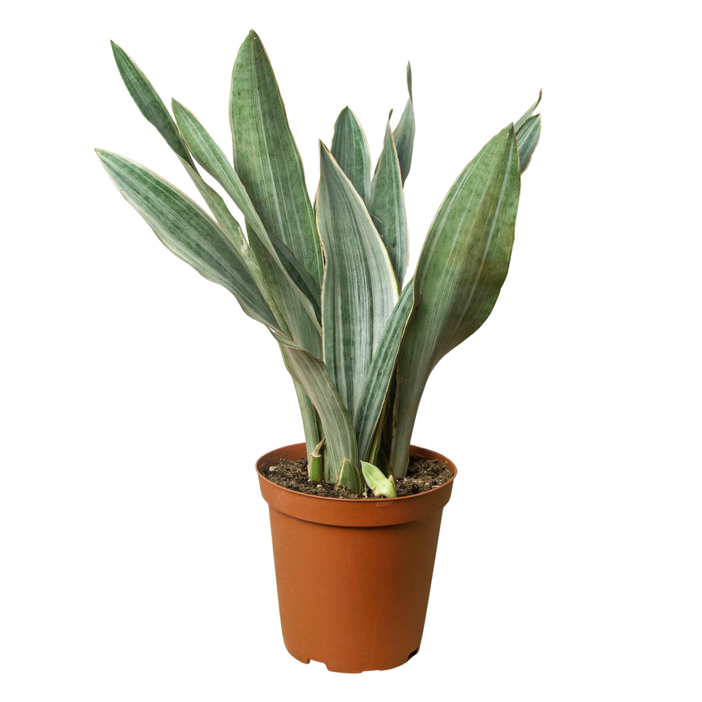 Sayuri Snake Plant — Silver Upright Foliage live plant