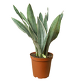 Sayuri Snake Plant — Silver Upright Foliage