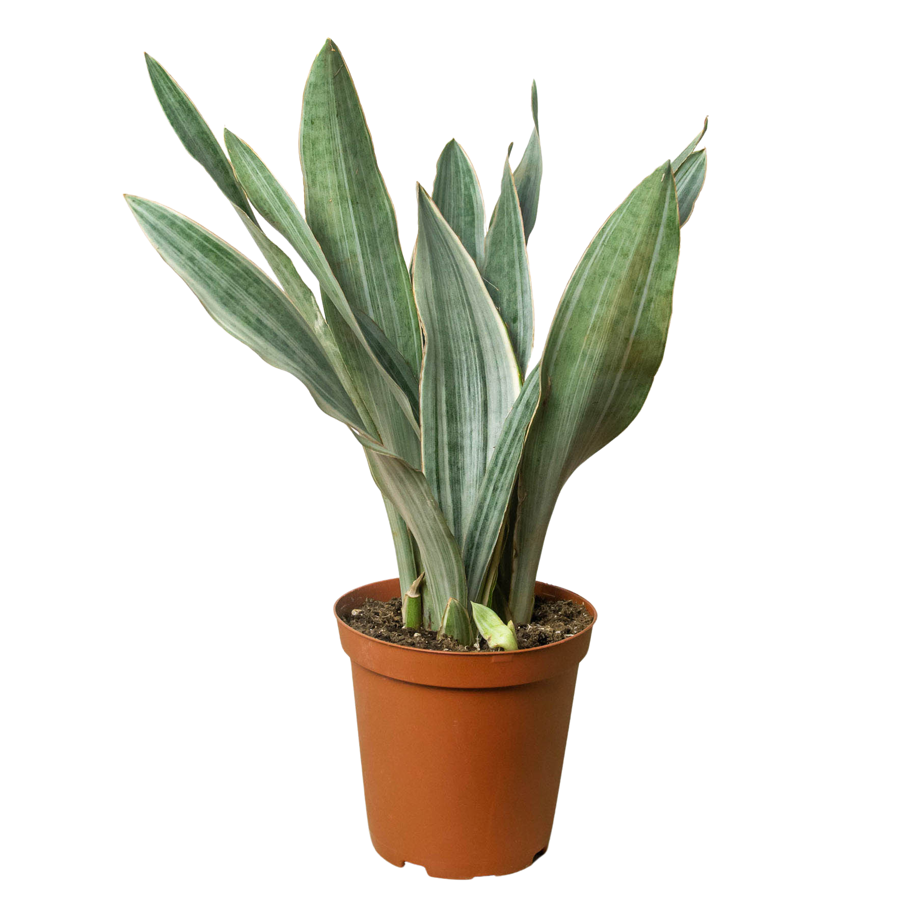 Sayuri Snake Plant — Silver Upright Foliage live plant