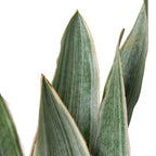 Sayuri Snake Plant — Silver Upright Foliage live plant