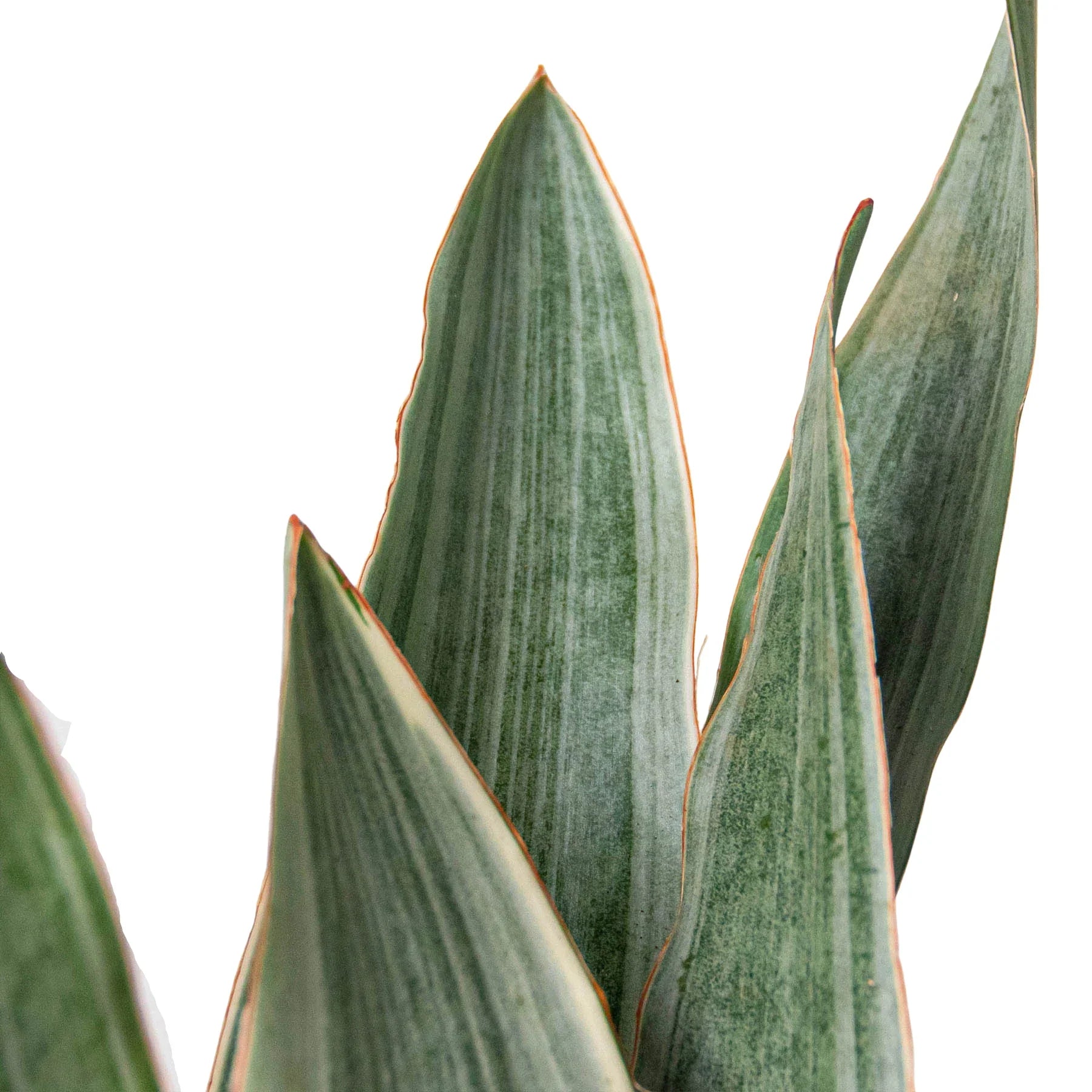 Sayuri Snake Plant — Silver Upright Foliage live plant