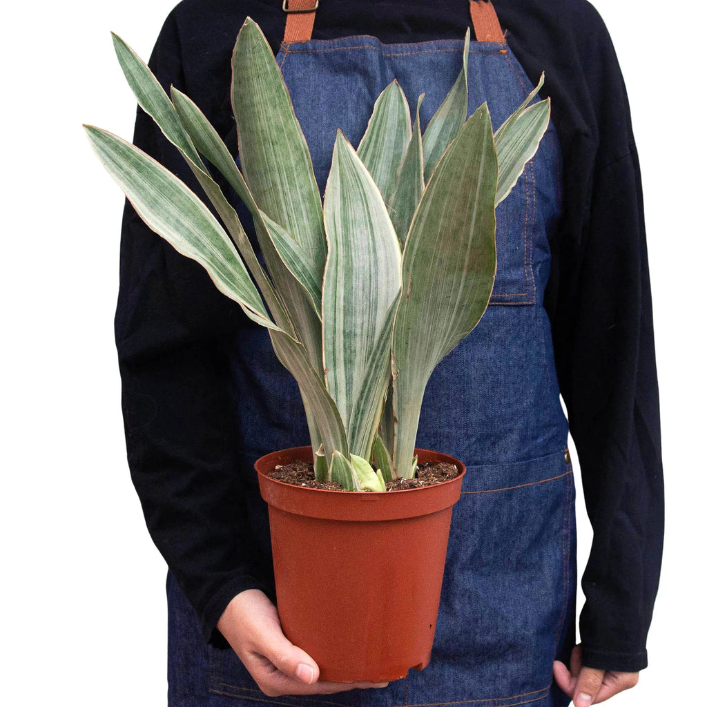 Sayuri Snake Plant — Silver Upright Foliage live plant