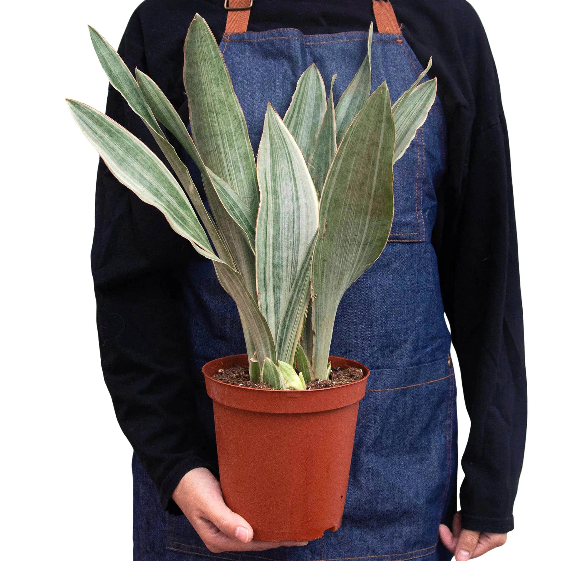 Sayuri Snake Plant — Silver Upright Foliage live plant