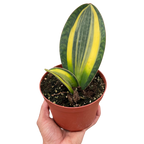 Variegated Shark Fin Snake Plant