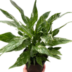 Variegated Spathiphyllum 'Domino'
