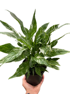Variegated Spathiphyllum 'Domino'