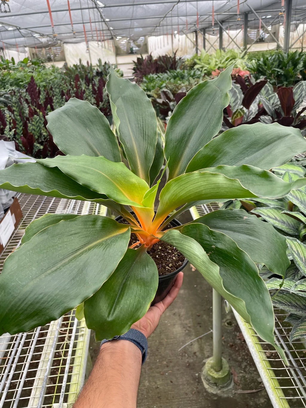Fire Flash Spider Plant — Orange Stem Houseplant live plant