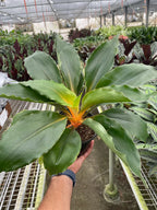 Fire Flash Spider Plant — Orange Stem Houseplant live plant