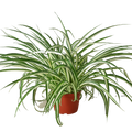 Spider Plant Reverse — 6-Inch Pot