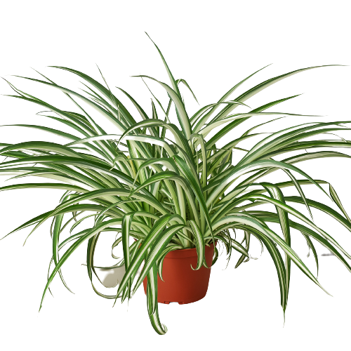 Spider Plant Reverse — 6-Inch Pot