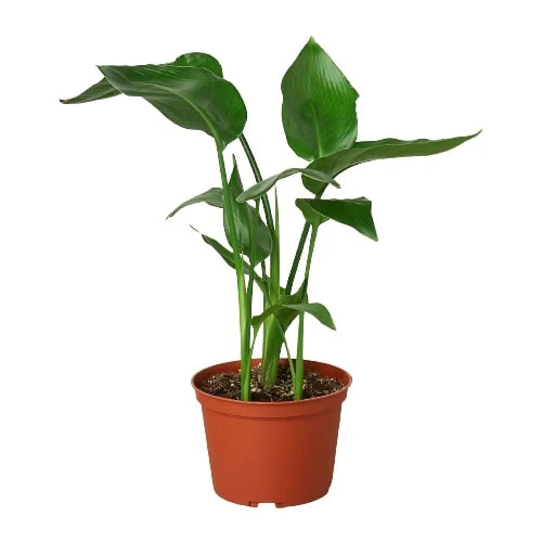 White Bird of Paradise — Tall Tropical Houseplant live plant