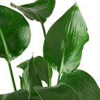 White Bird of Paradise — Tall Tropical Houseplant live plant