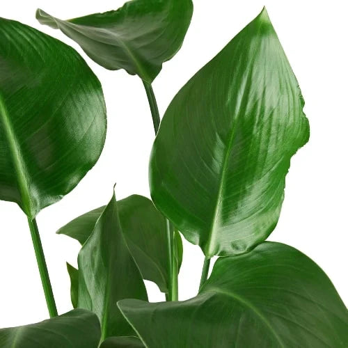 White Bird of Paradise — Tall Tropical Houseplant live plant