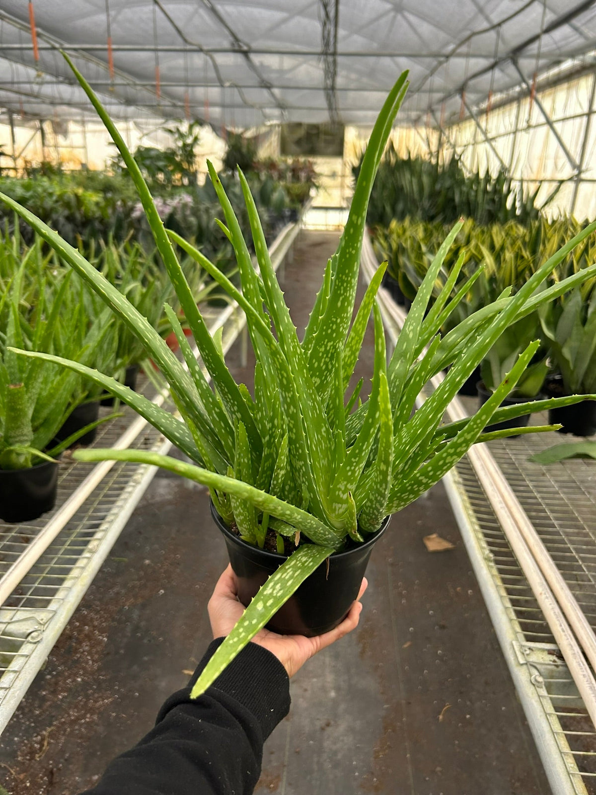Aloe Vera — Easy-Care Succulent live plant