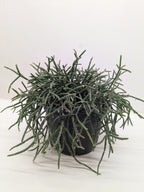 Succulent Cactus 'Mistletoe'