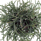 Succulent Cactus 'Mistletoe'