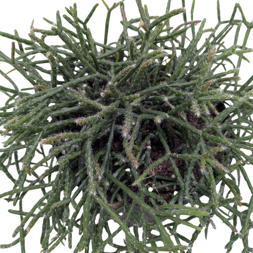 Succulent Cactus 'Mistletoe'