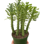 Euphorbia 'Sausage Spurge'
