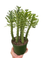 Euphorbia 'Sausage Spurge'