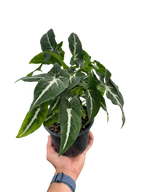 Syngonium wendlandii 'Black Velvet'
