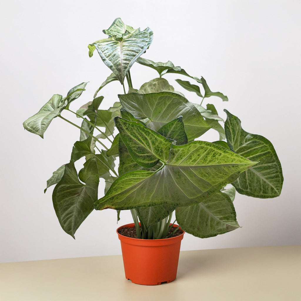 Confetti Syngonium — Pink-Speckled Arrowhead Plant live plant
