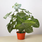 Confetti Syngonium — Pink-Speckled Arrowhead Plant live plant