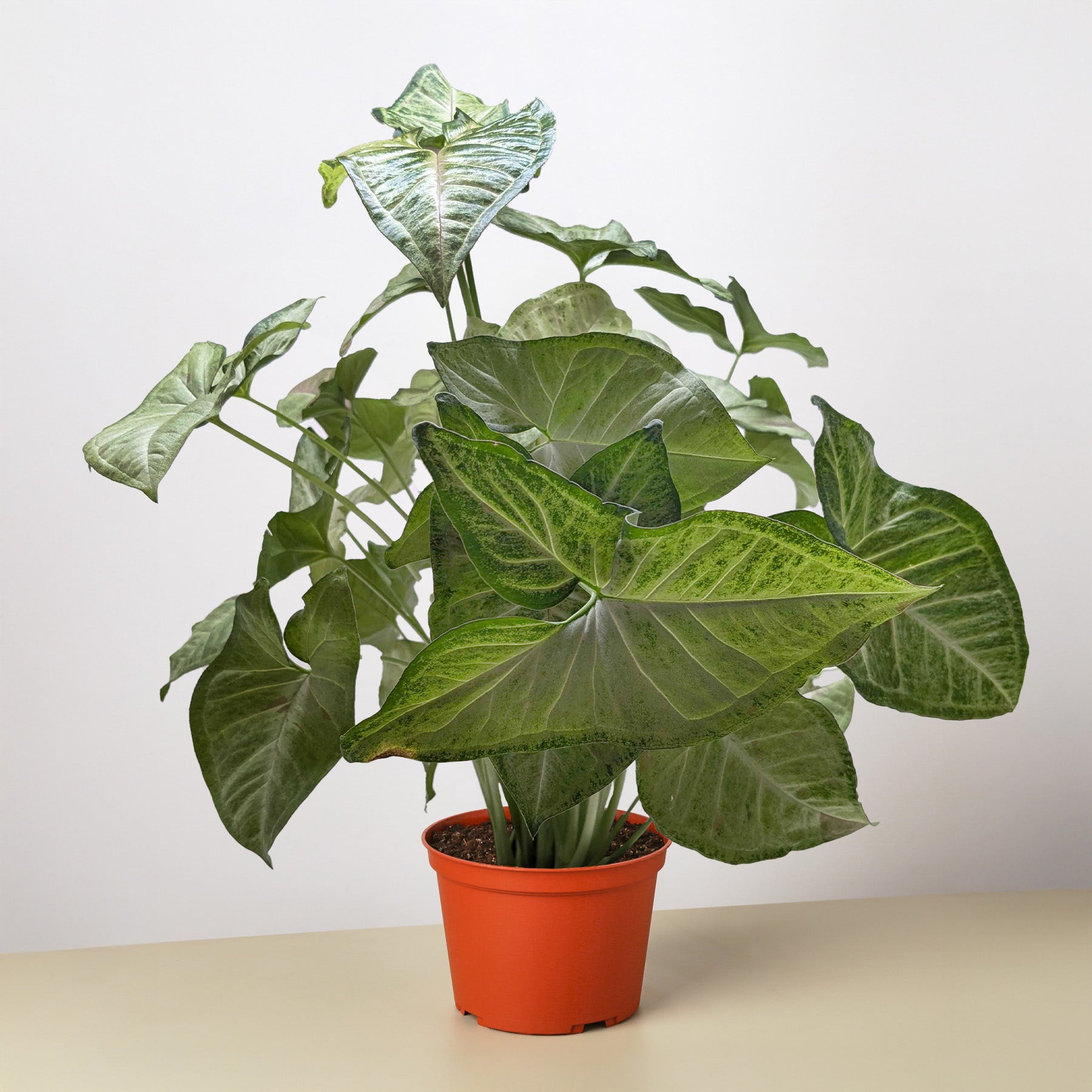 Confetti Syngonium — Pink-Speckled Arrowhead Plant live plant