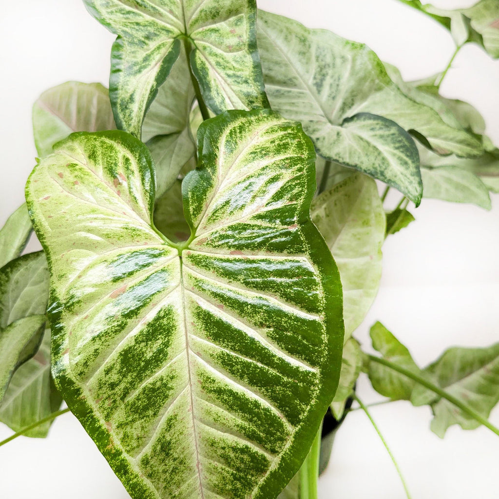 Confetti Syngonium — Pink-Speckled Arrowhead Plant live plant