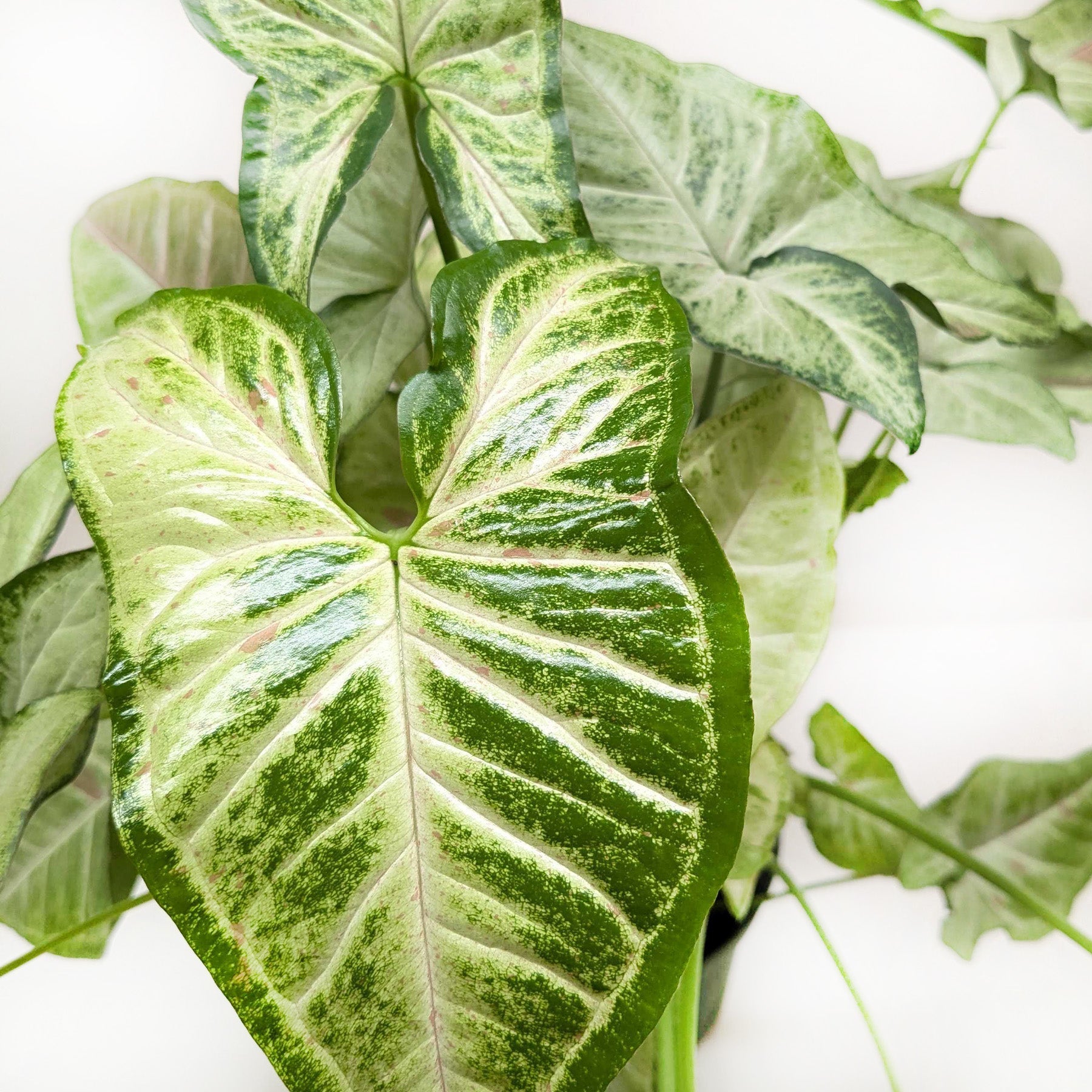Confetti Syngonium — Pink-Speckled Arrowhead Plant live plant