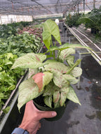 Confetti Syngonium — Pink-Speckled Arrowhead Plant live plant