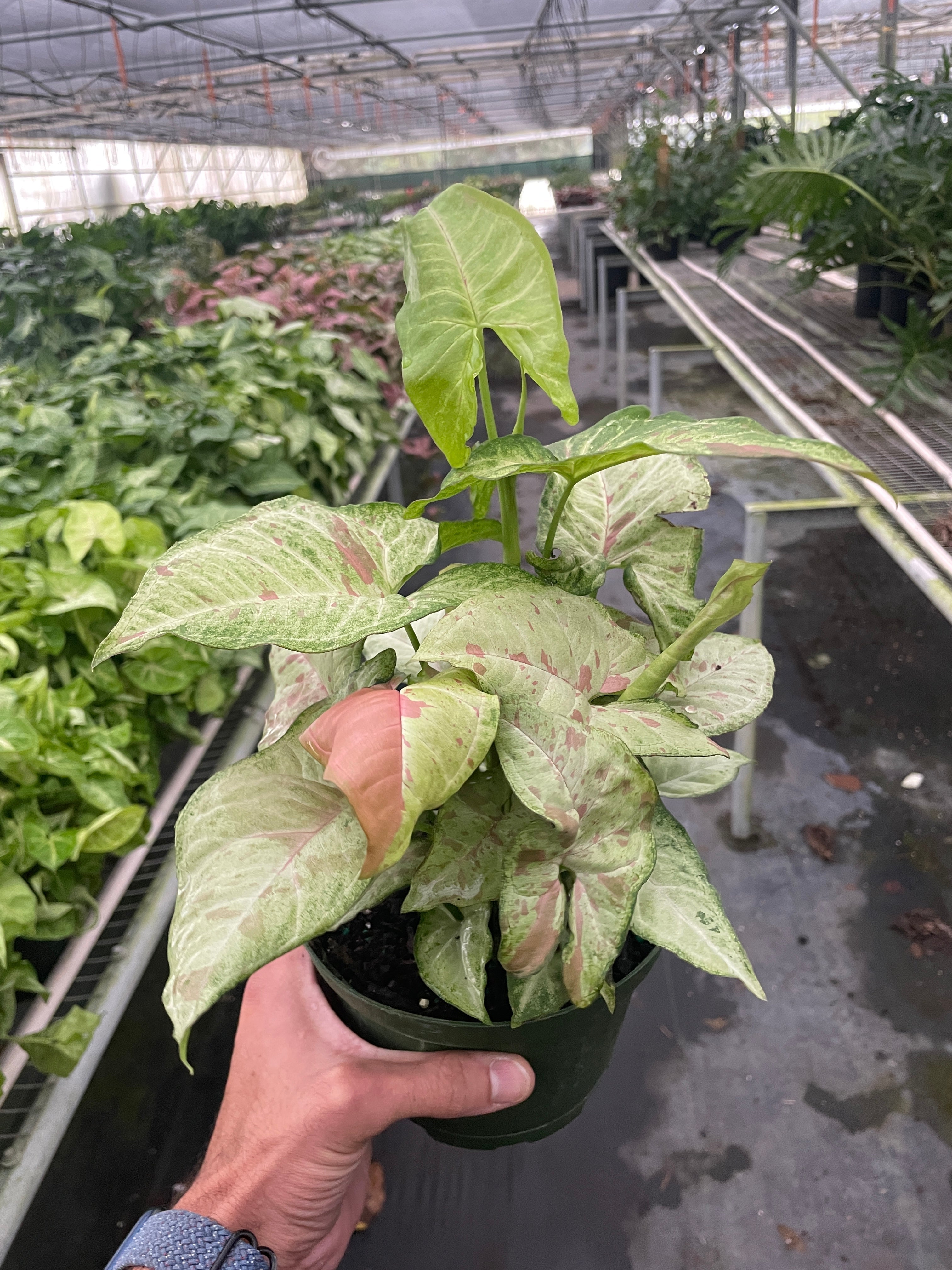 Confetti Syngonium — Pink-Speckled Arrowhead Plant live plant