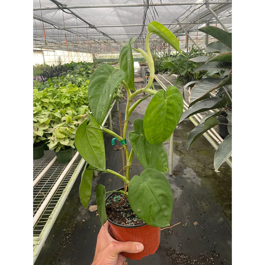 Ice Frost Syngonium — Silver Arrowhead Plant live plant