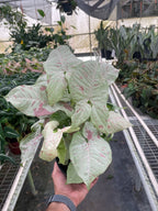 Milk Confetti Syngonium — Pink-Speckled Plant live plant