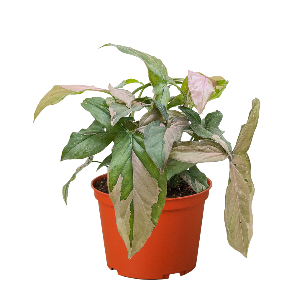 Pink Splash Syngonium — Variegated Arrowhead Plant live plant