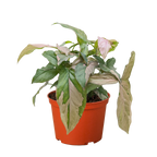 Pink Splash Syngonium — Variegated Arrowhead Plant live plant