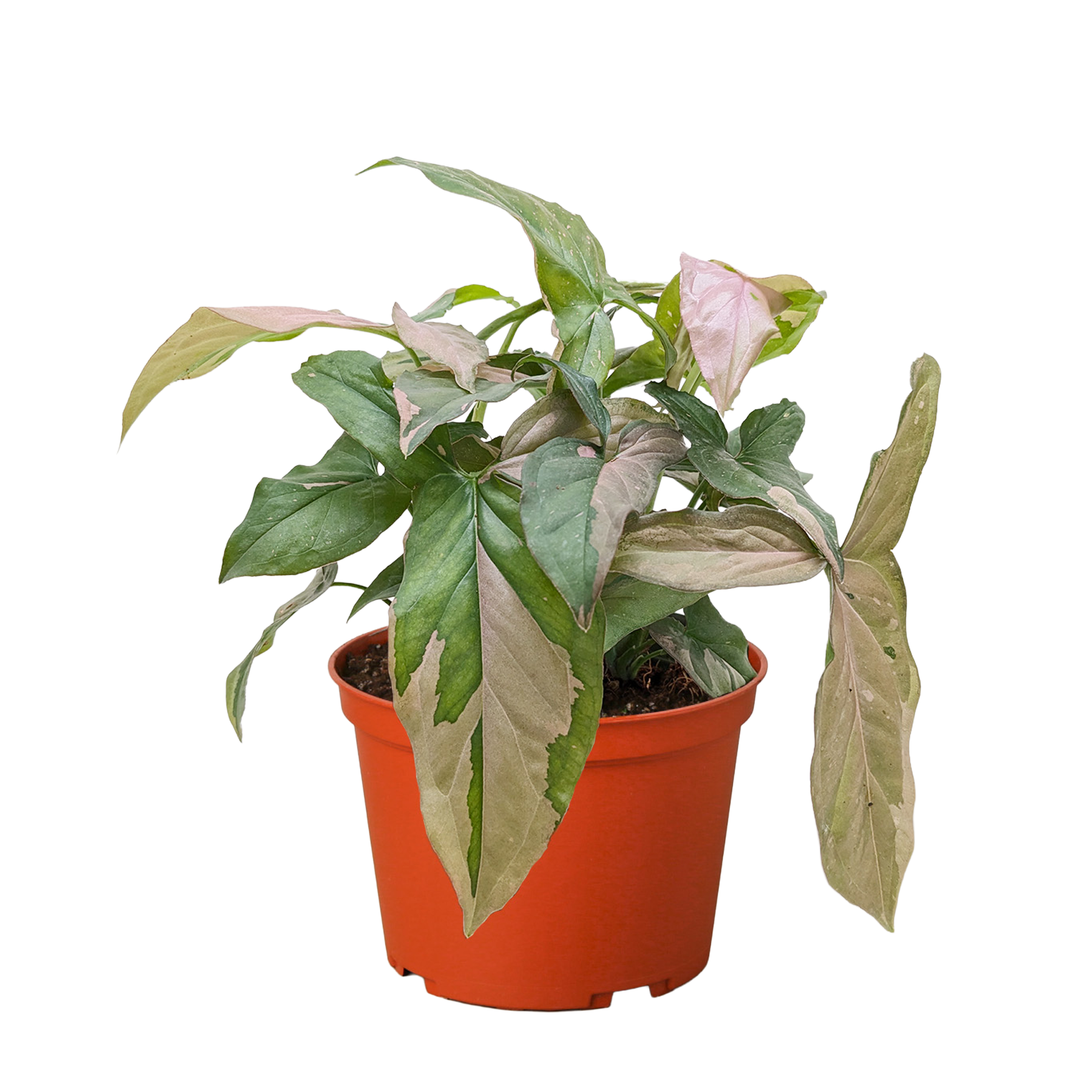 Pink Splash Syngonium — Variegated Arrowhead Plant live plant