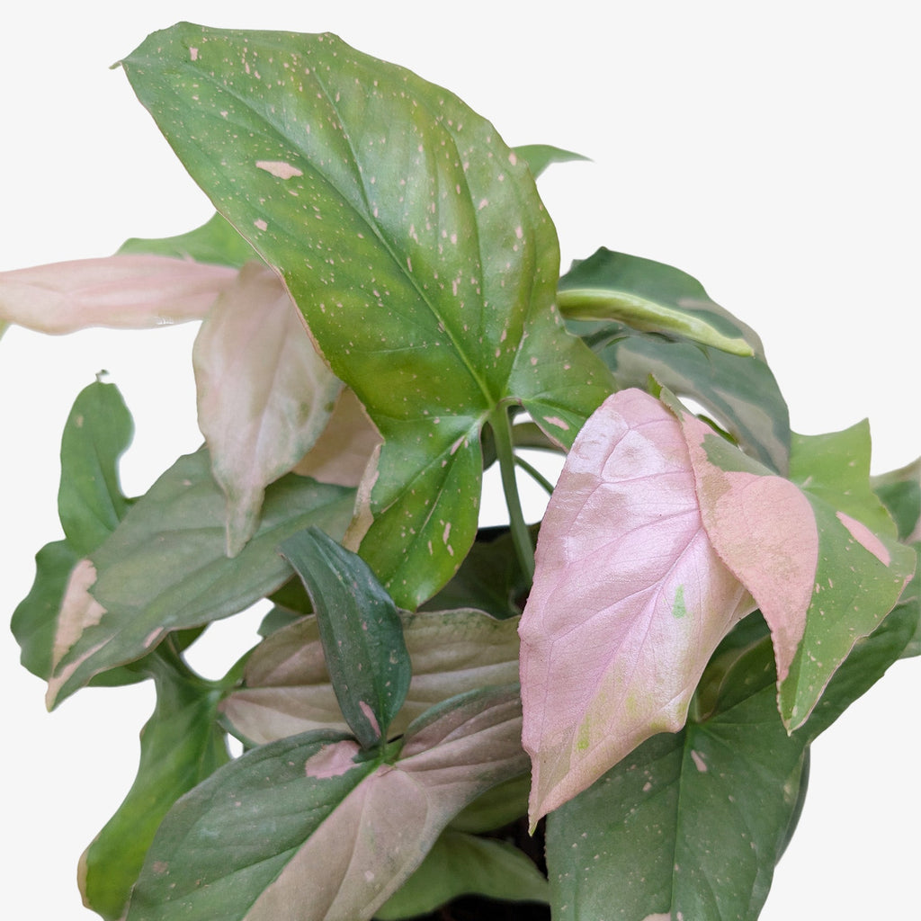 Pink Splash Syngonium — Variegated Arrowhead Plant live plant