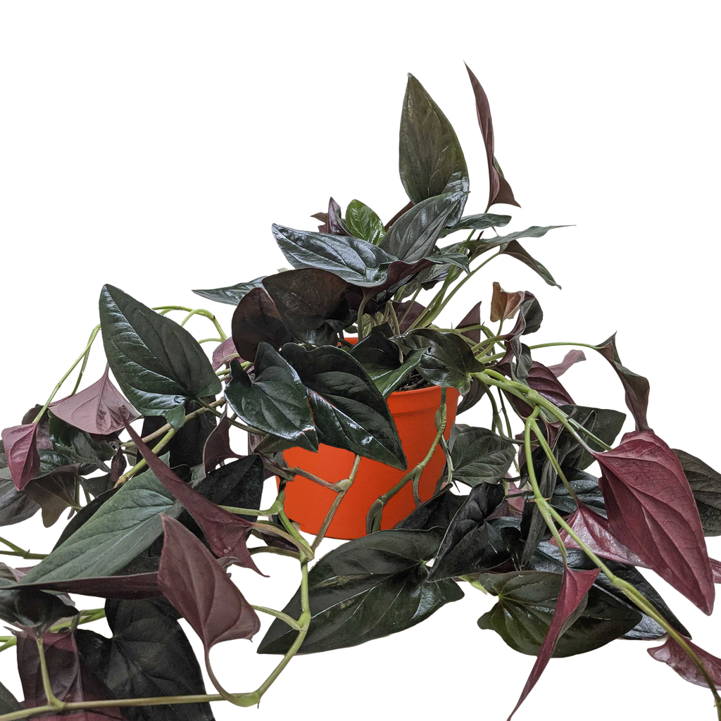 Red Arrow Syngonium — Burgundy Arrowhead Plant live plant