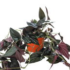 Red Arrow Syngonium — Burgundy Arrowhead Plant live plant