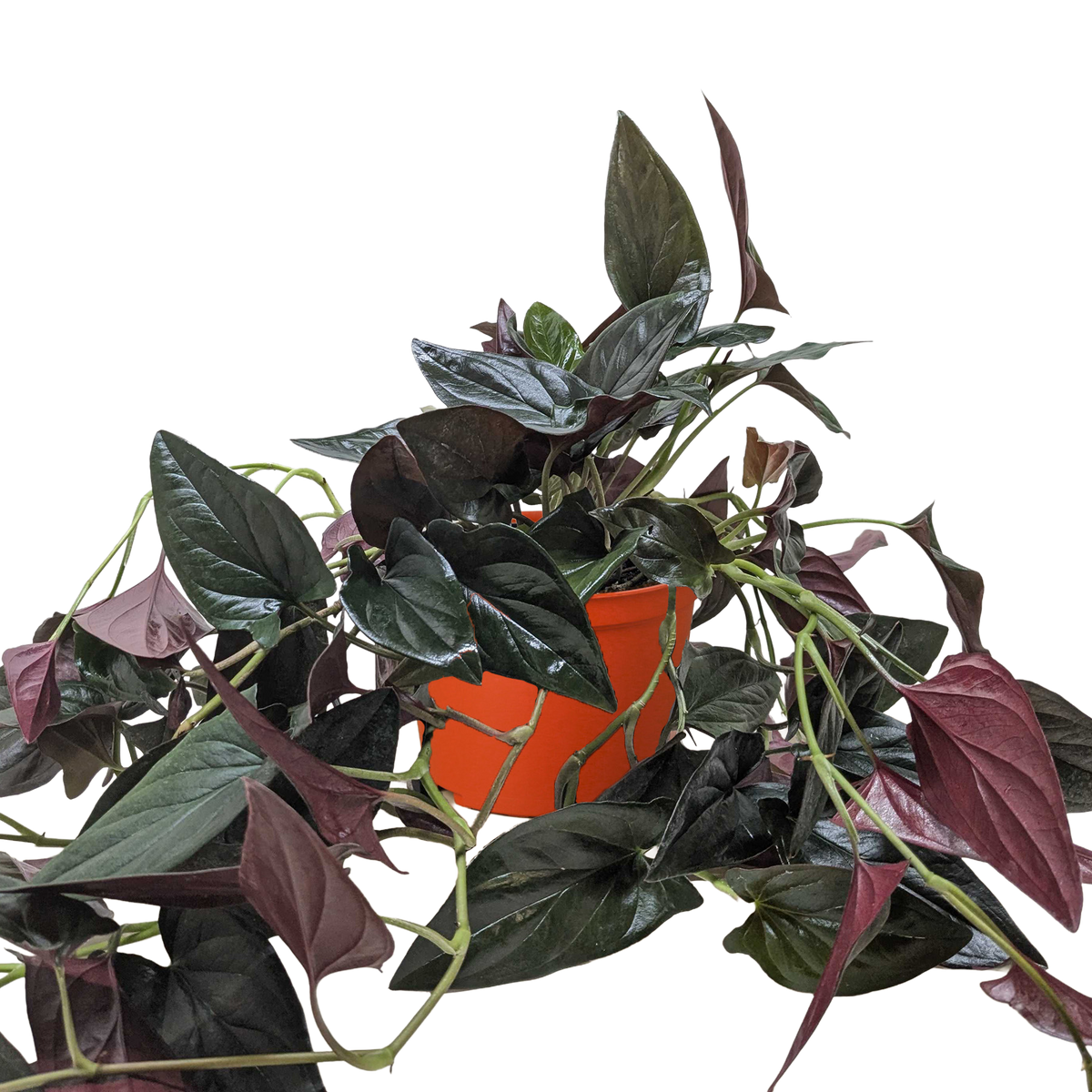 Red Arrow Syngonium — Burgundy Arrowhead Plant live plant