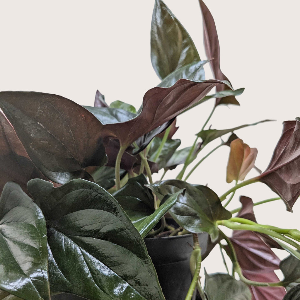 Red Arrow Syngonium — Burgundy Arrowhead Plant live plant