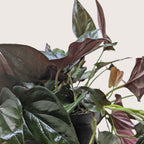 Red Arrow Syngonium — Burgundy Arrowhead Plant live plant