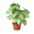 Syngonium White Butterfly — 6-Inch Pot