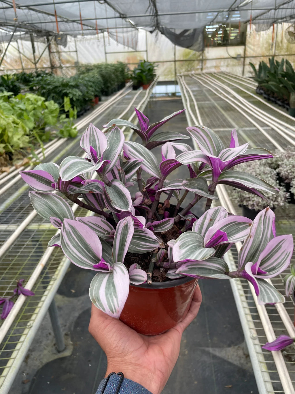 Tradescantia Nanouk — Pink Variegated Houseplant live plant