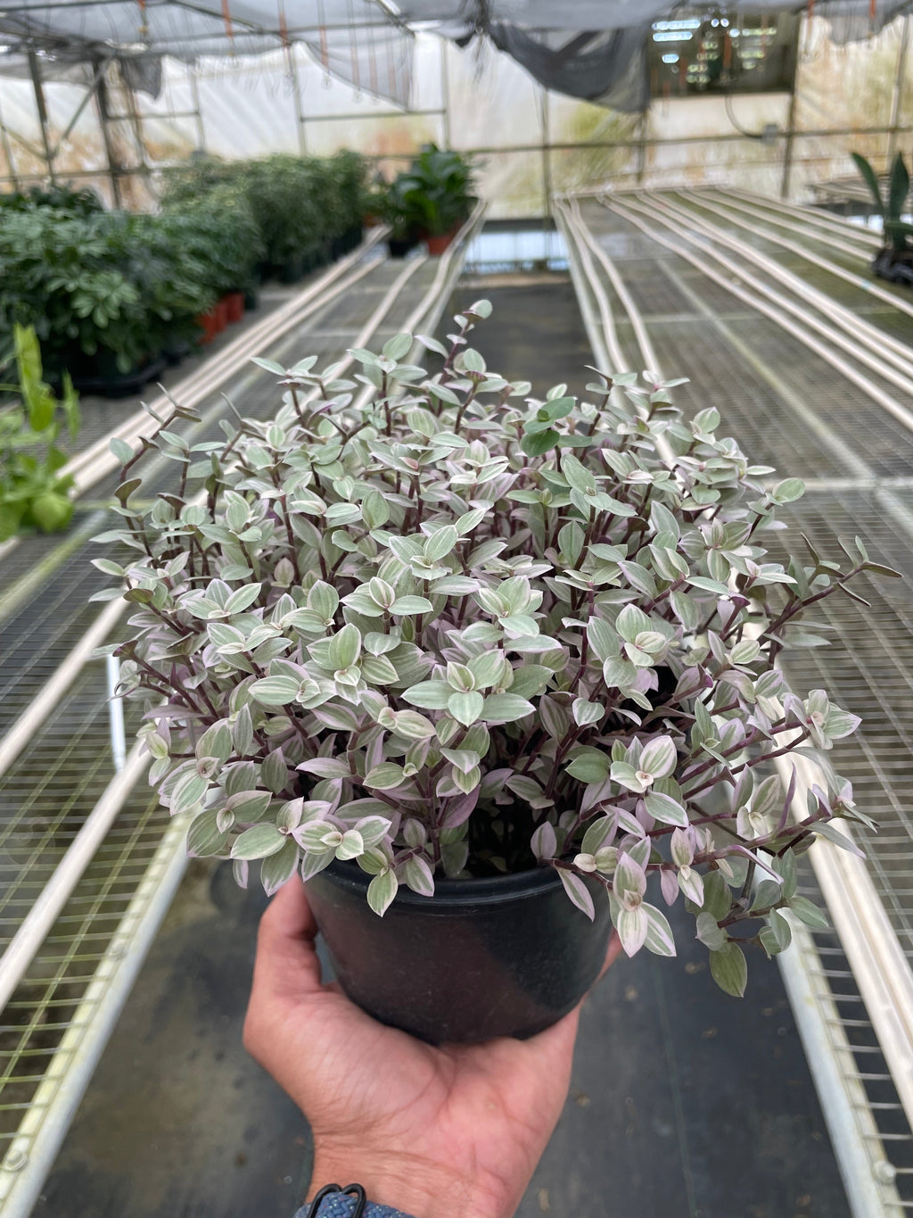 Pink Panther Callisia — Colorful Trailing Houseplant live plant