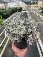 Pink Panther Callisia — Colorful Trailing Houseplant live plant