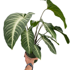Xanthosoma 'Lendenii'