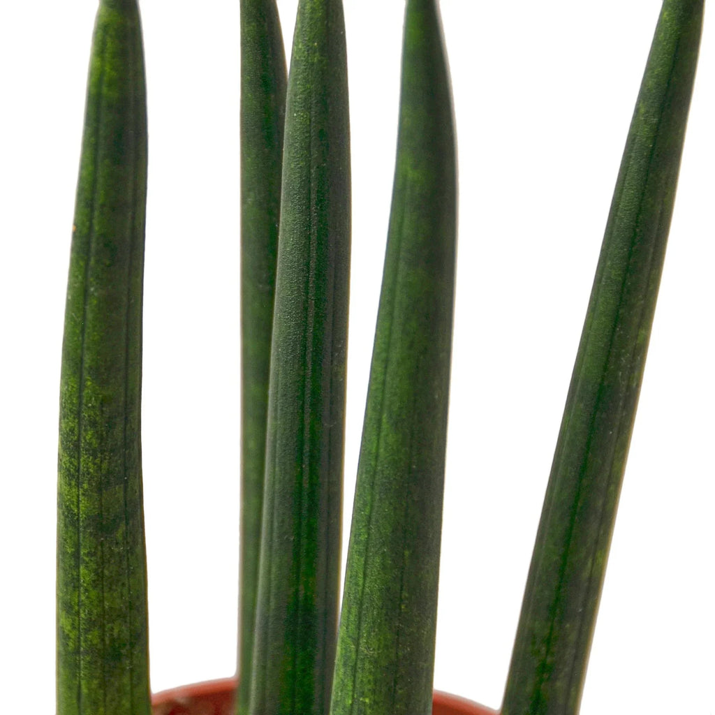 Cylindrical Snake Plant — Sculptural Upright Plant live plant