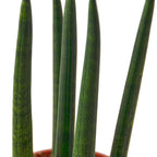 Cylindrical Snake Plant — Sculptural Upright Plant live plant
